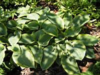 Hosta Ventricosa (var Aureo-Maculata) (fam Liliacees) (01) (Photo F. Mrugala)